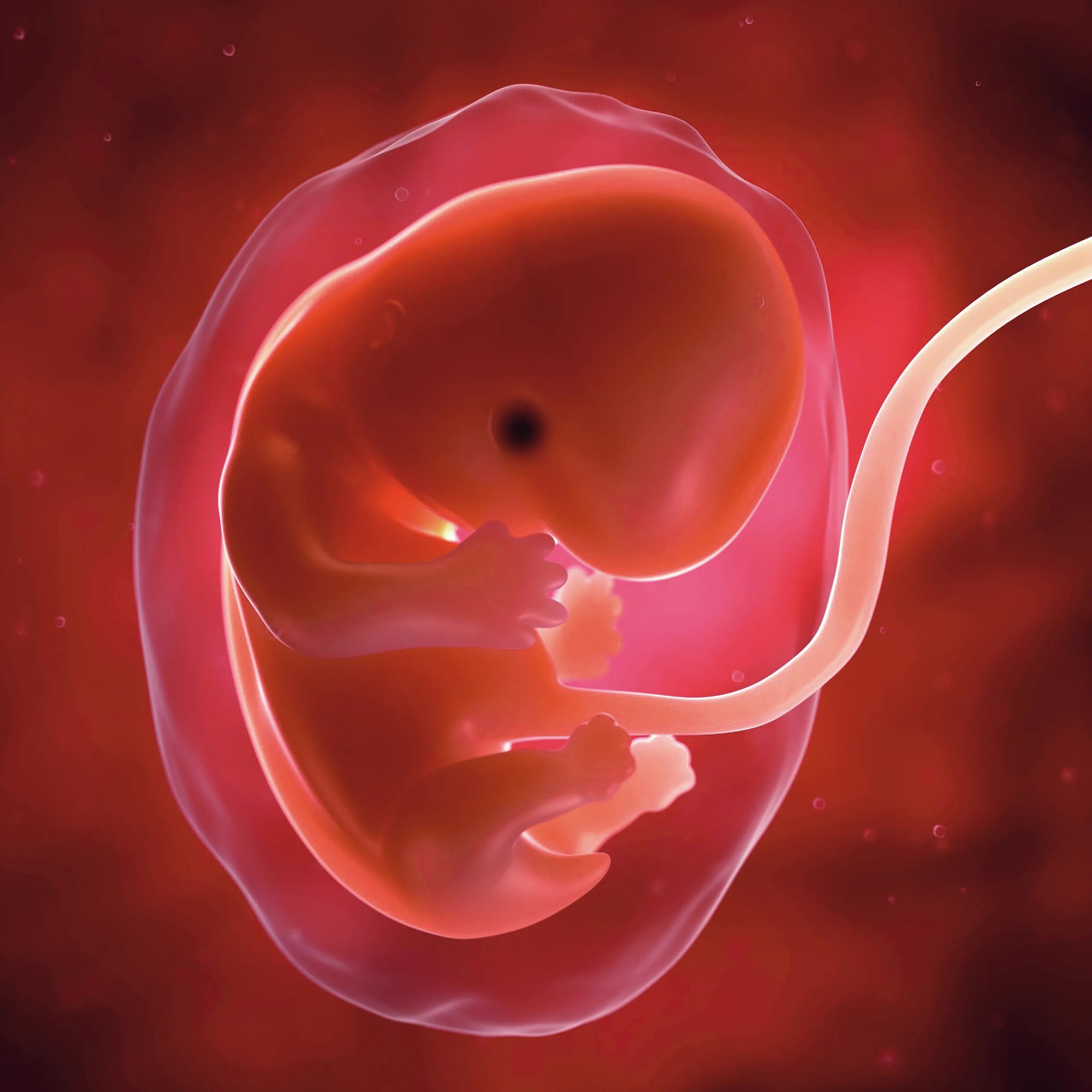 Плод 9 недель фото Research on the human embryo: to the challenge of the principle of prohibition? 
