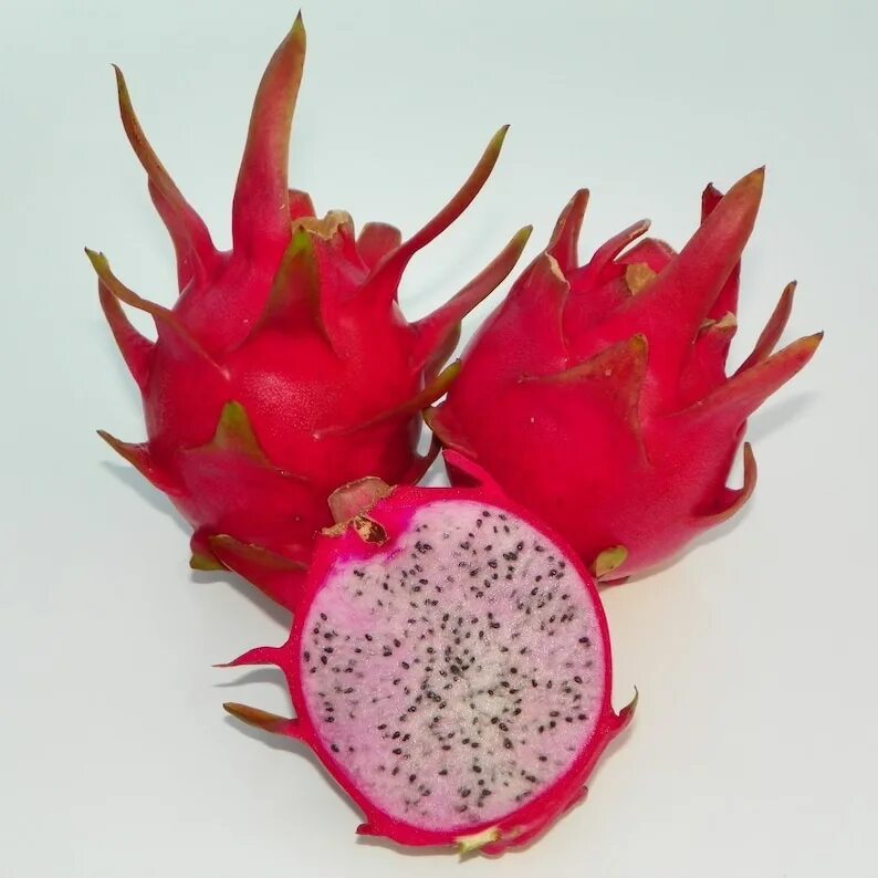 Плод дракона фрукт фото 1 Delight Hylocereus Polyrhizus X Undatus Dragon Fruit Plant. Etsy