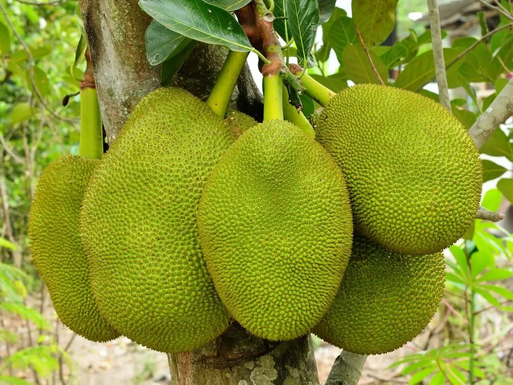 Плод хлебного дерева фото Dżakfruit Buah tropis, Buah, Tropis