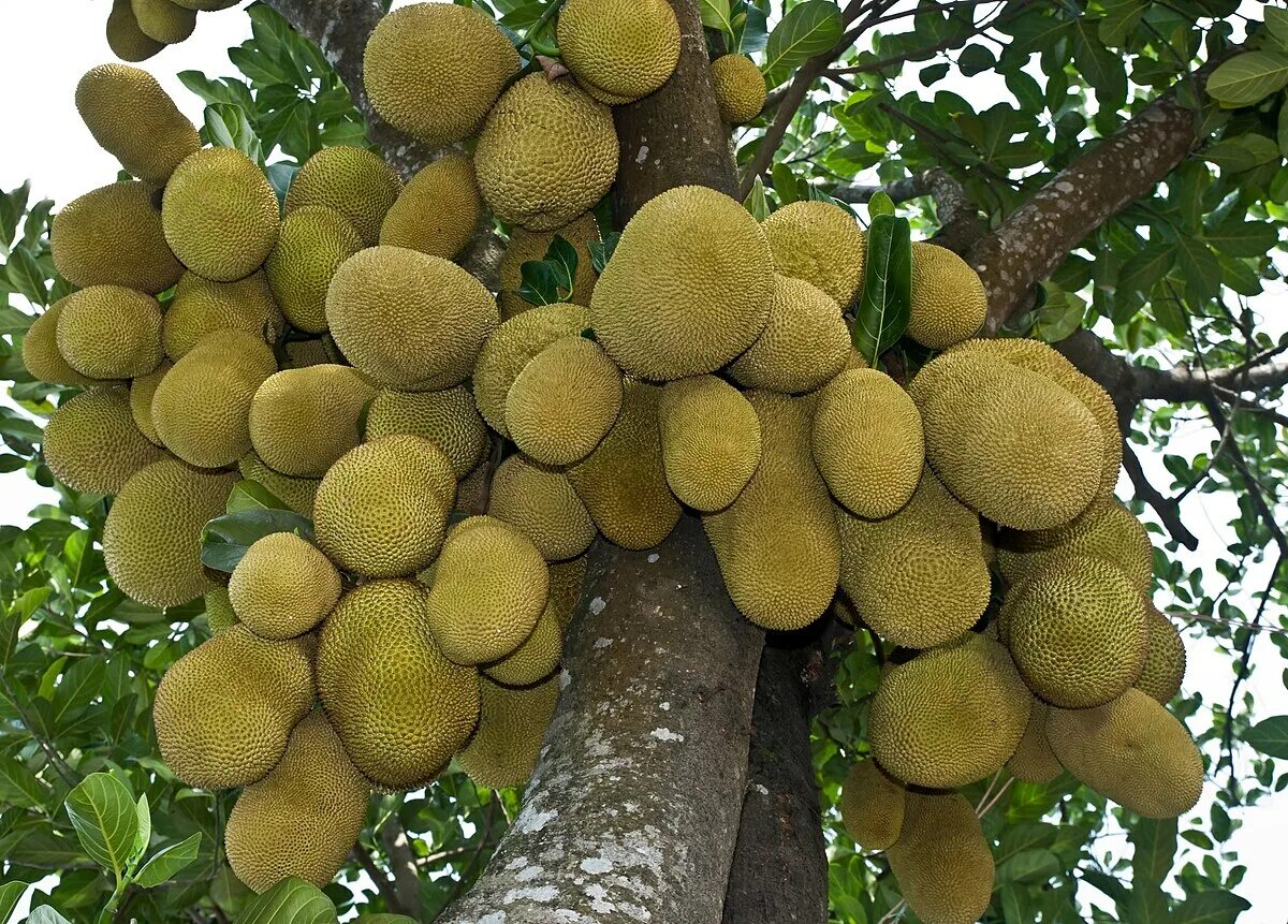 Плод хлебного дерева фото Файл:Jackfruit National fruit of Bangladesh.jpg - Вікіпедія