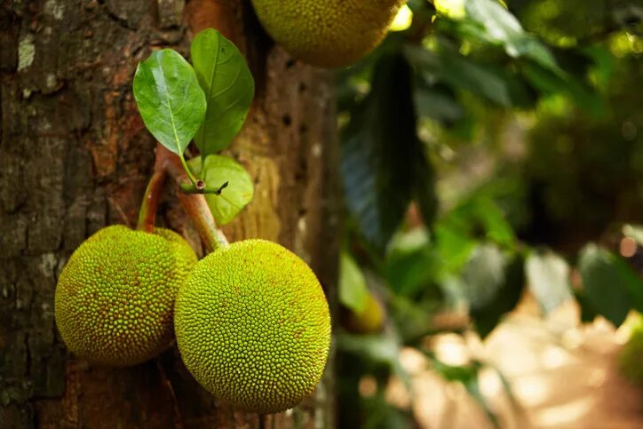 Плод хлебного дерева фото 16 Facts About Fruit That'll Make You Say "Nature Is Weird