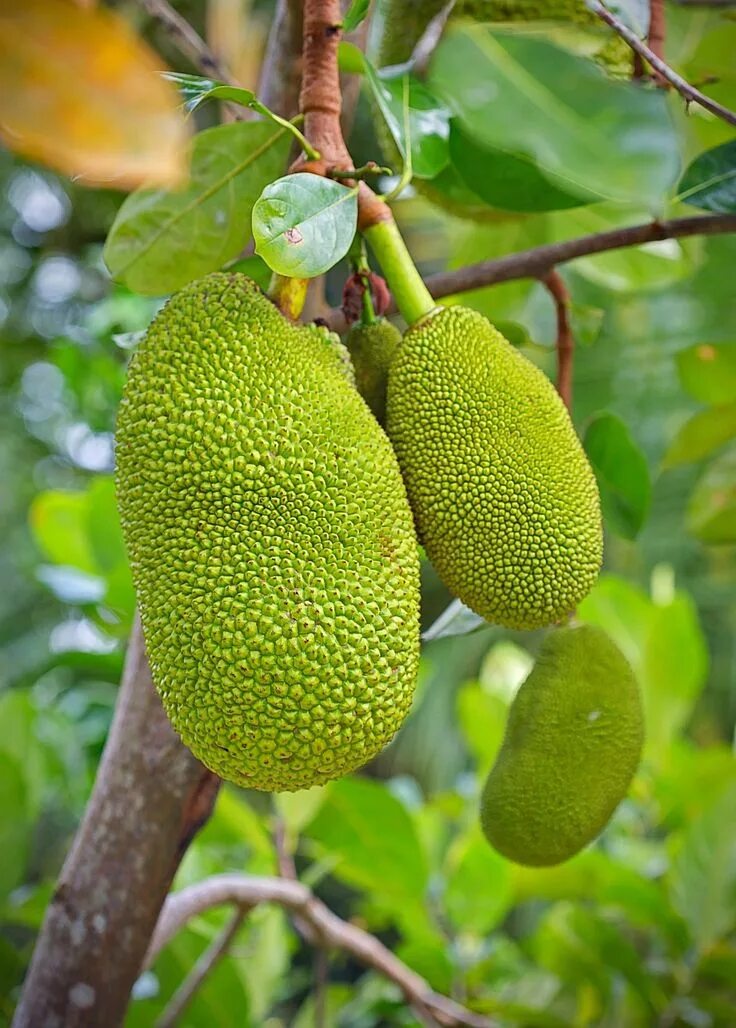 Плод хлебного дерева фото Jackfruit Seedling (Artocarpus heterophyllus) Jackfruit, Jackfruit tree, Fruit
