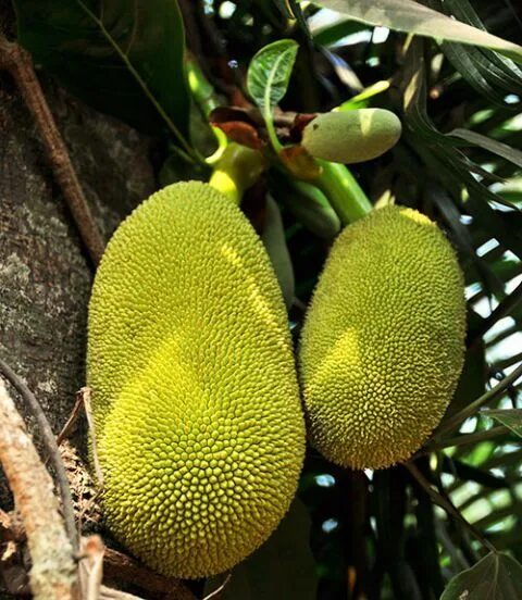 Плод хлебного дерева фото 10 Strange-Looking Things That Are Actually Fruit Strange fruit, Jackfruit, Weir