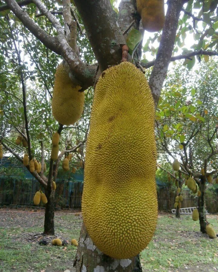 Плод хлебного дерева фото Jackfruit Tree Seed ,Jamaican Caribbean products, Asian favorite !10 JackFruit S