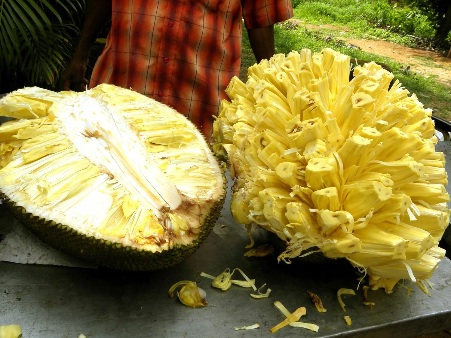 Плод хлебного дерева фото The Jackfruit from Southeast Asia has a fleshy interior. When unripe, it tastes 