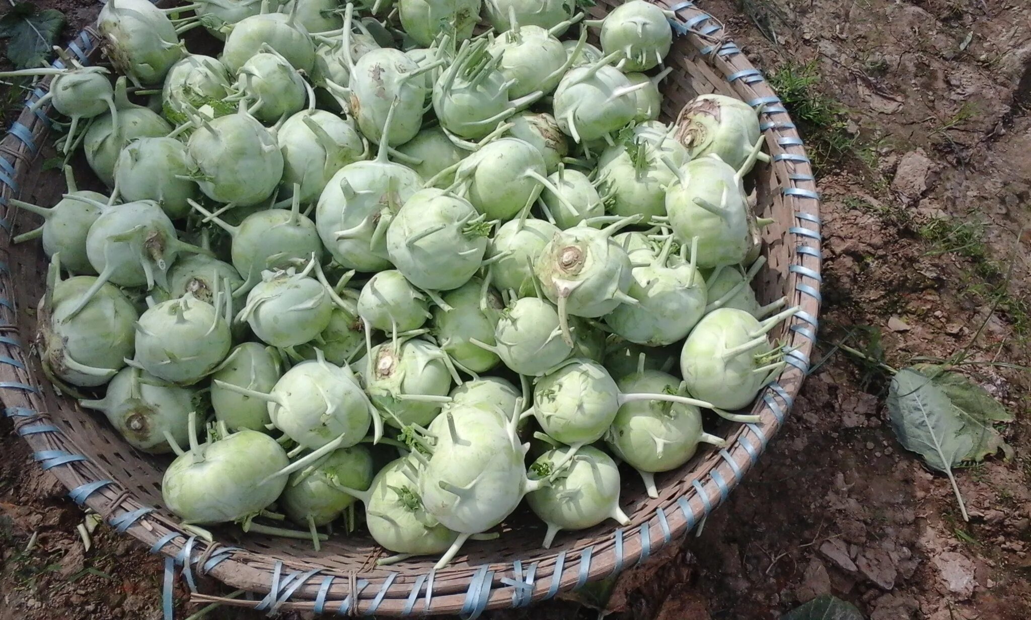 Плод капусты фото File:Ol copy (kohlrabi) 1.jpg - Wikimedia Commons