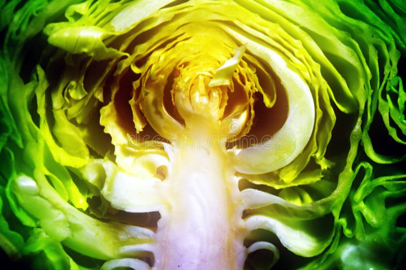 Плод капусты фото Cut cabbage stock photo. Image of green, recipe, cabbage - 80953932