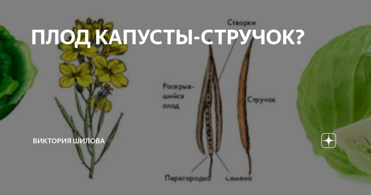 Плод капусты фото ПЛОД КАПУСТЫ-СТРУЧОК? Виктория Шилова Дзен
