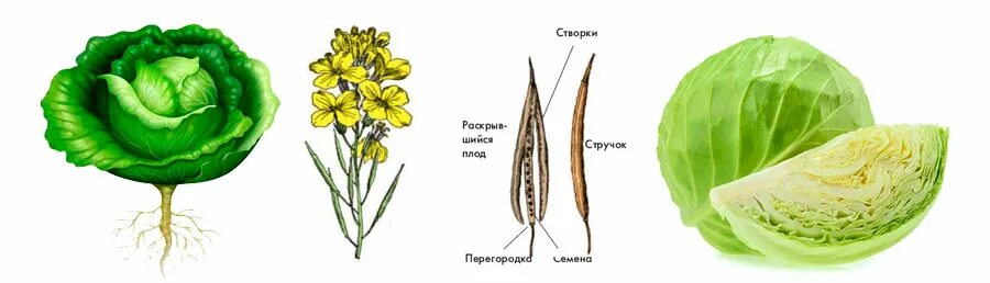Плод капусты фото Allergy to cabbage - MyAllergo