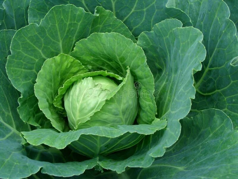 Плод капусты фото Fruiting cabbage head stock image. Image of growth, farmland - 15113581