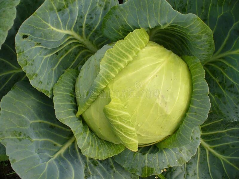 Плод капусты фото 90,629 Garden Cabbage Stock Photos - Free & Royalty-Free Stock Photos from Dream
