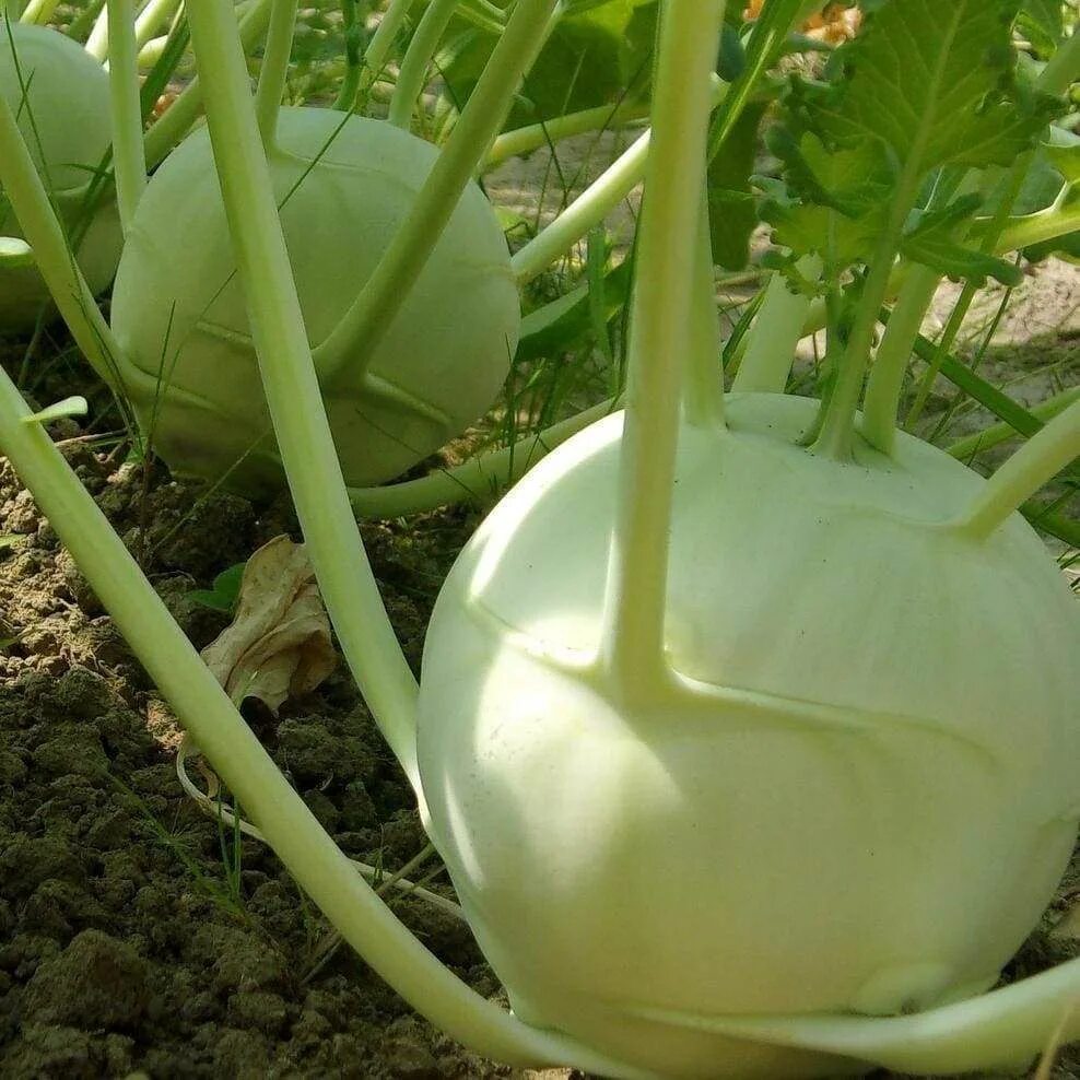 Плод капусты фото Kohlrabi 'Superschmelz' - (Brassica oleracea 'gongylodes') Kohlrabi, Bean garden