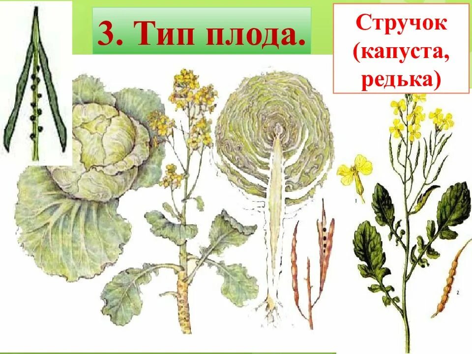 Плод капусты фото Кочан капусты это плод - CoffeePapa.ru