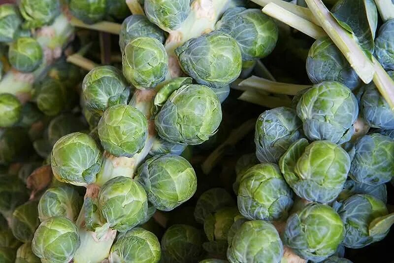 Плод капусты фото Amazon.com: Brussel Sprout Seeds