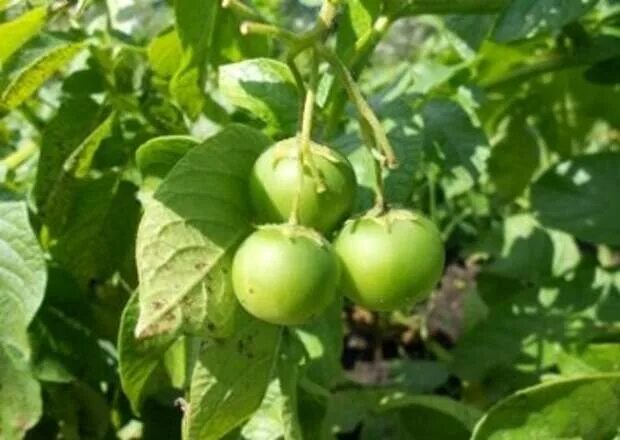 Плод картофеля фото Как вырастить картофель рассадой из семян - Огород, сад, балкон - 11 сентября - 