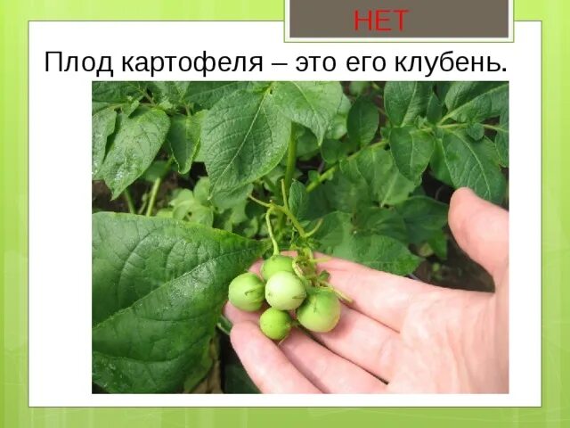 Плод картофеля фото Биологический верификатор