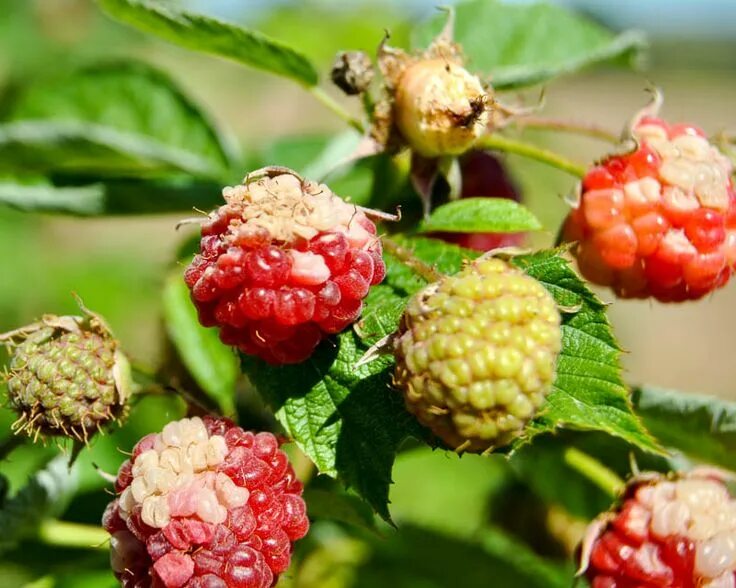 Плод малины фото Болезни малины и борьба с ними с фото Raspberry, Food wallpaper, Berry bushes