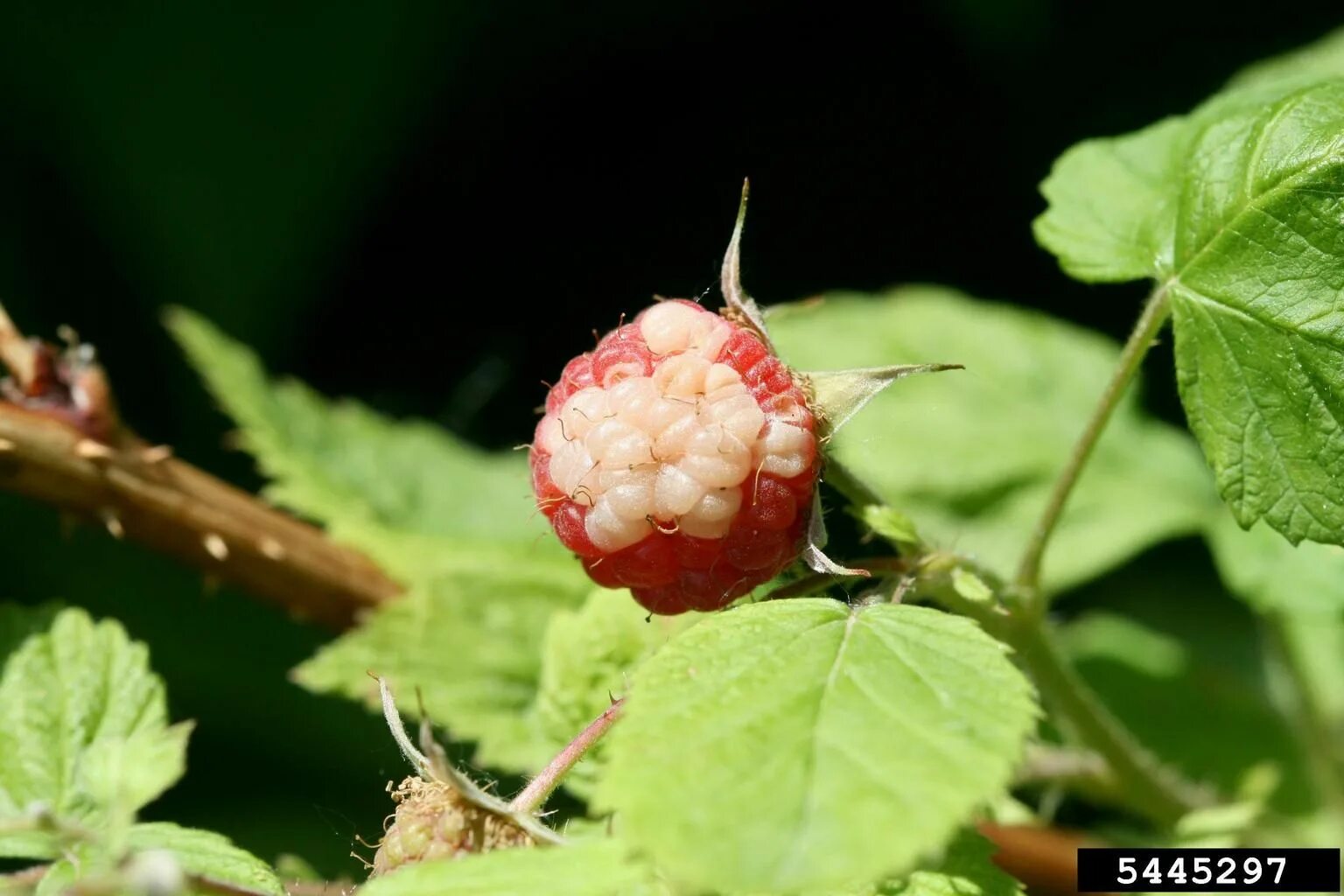 Плод малины фото White Drupelet Syndrome - Blackberry or Raspberries With White Spots Raspberry p