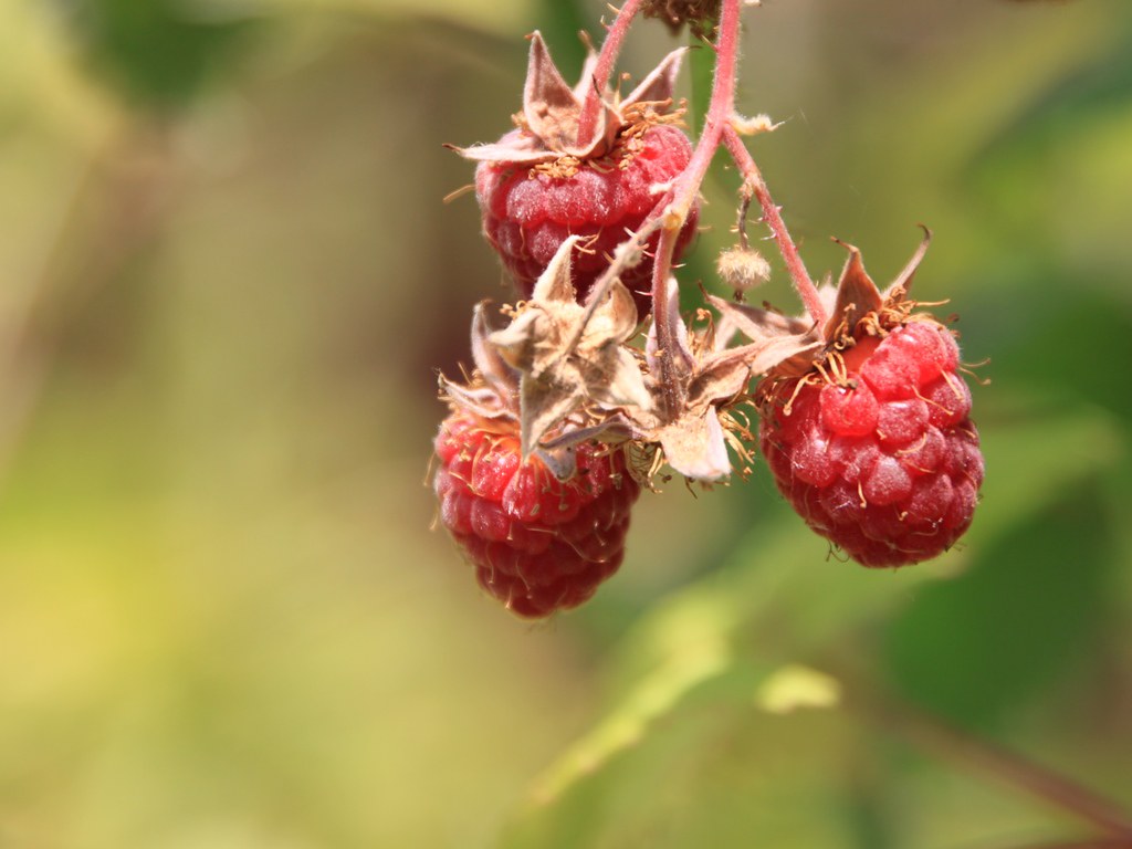 Плод малины фото Ripe-Raspberry-Fruit 74407 Ripe Raspberry Fruit - publicp. Flickr