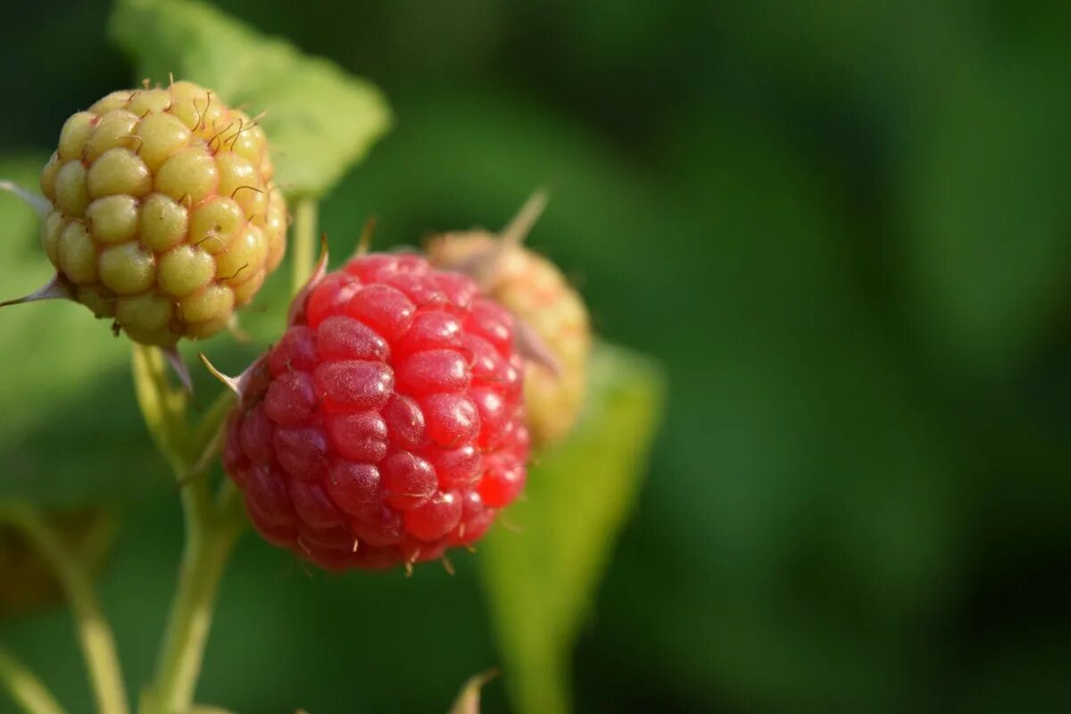Плод малины фото Free Images : nature, fruit, berry, sweet, flower, ripe, food, red, produce, gar