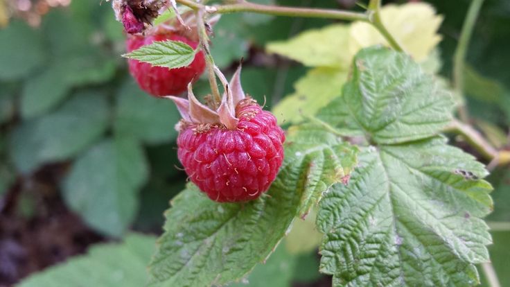 Плод малины фото Two Raspberries on a Branch