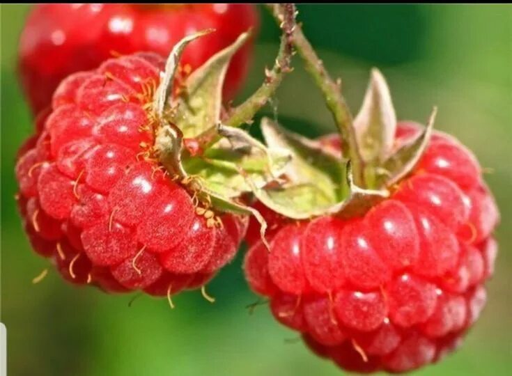 Плод малины фото Pin on ягоды Raspberry, Raspberry fruit, Fruit