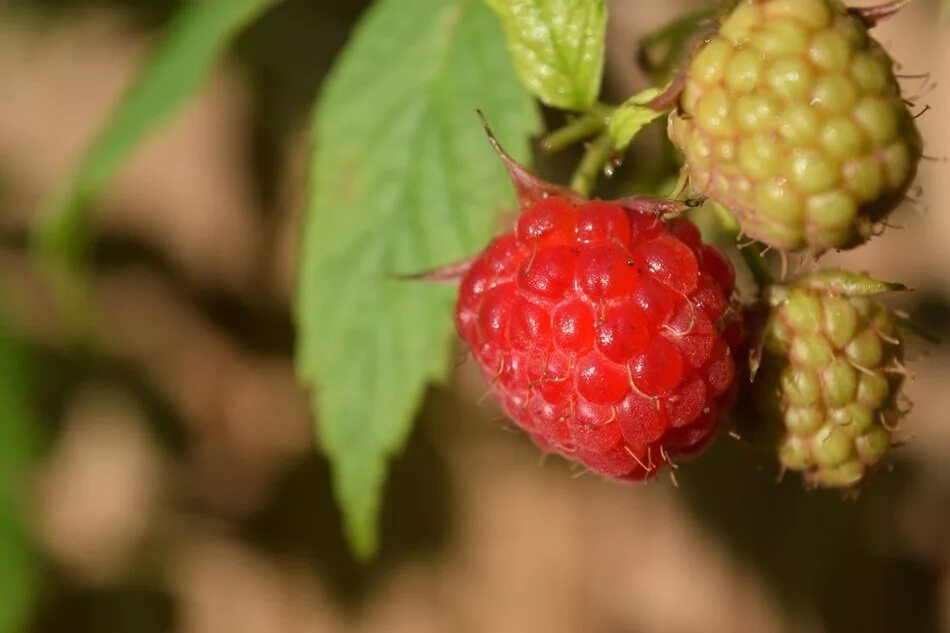 Плод малины фото Ripe and unripe raspberries free image download