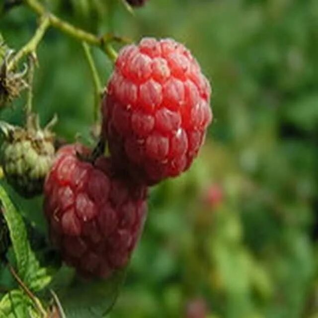 Плод малины фото Amazon.com: Fire HD 8 (10th Generation) - Wine & Beverages / Food & Drink: Apps 