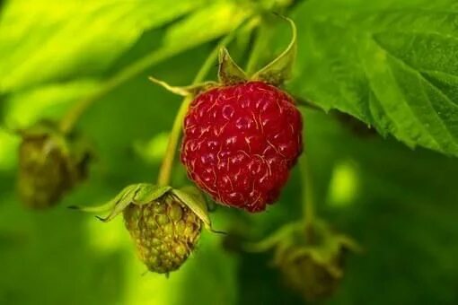 Плод малины фото Sun Kissed Raspberry Fragrance Oil Выращивание малины, Посадка клубники, Кусты м