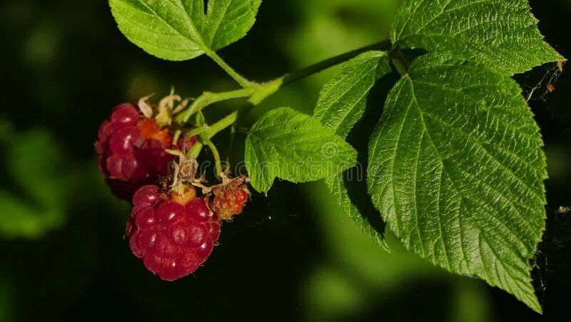 Плод малины фото Berry, Raspberry, Fruit, Tayberry Picture. Image: 95891866