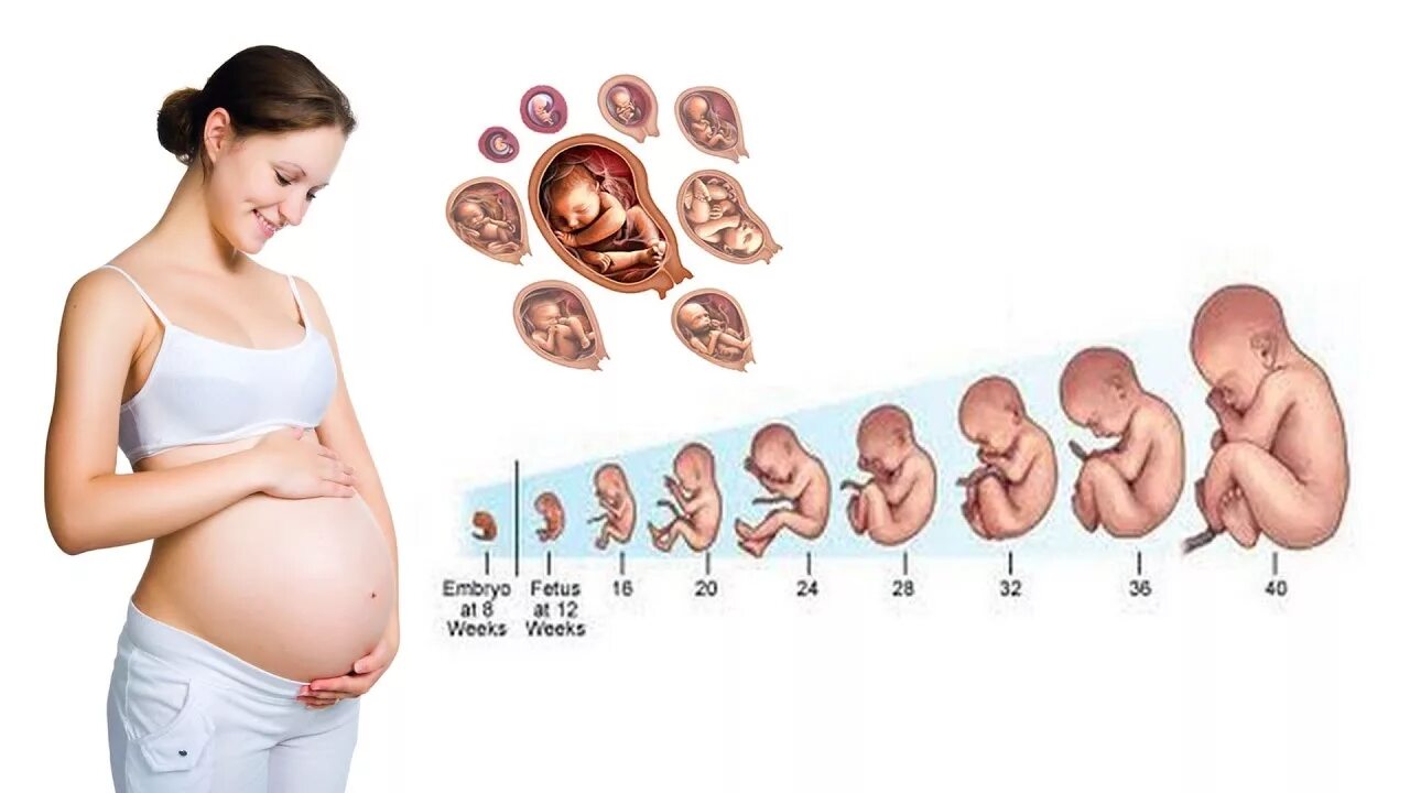 Плод по месяцам фото Pregnancy development week by week - First Trimester - YouTube