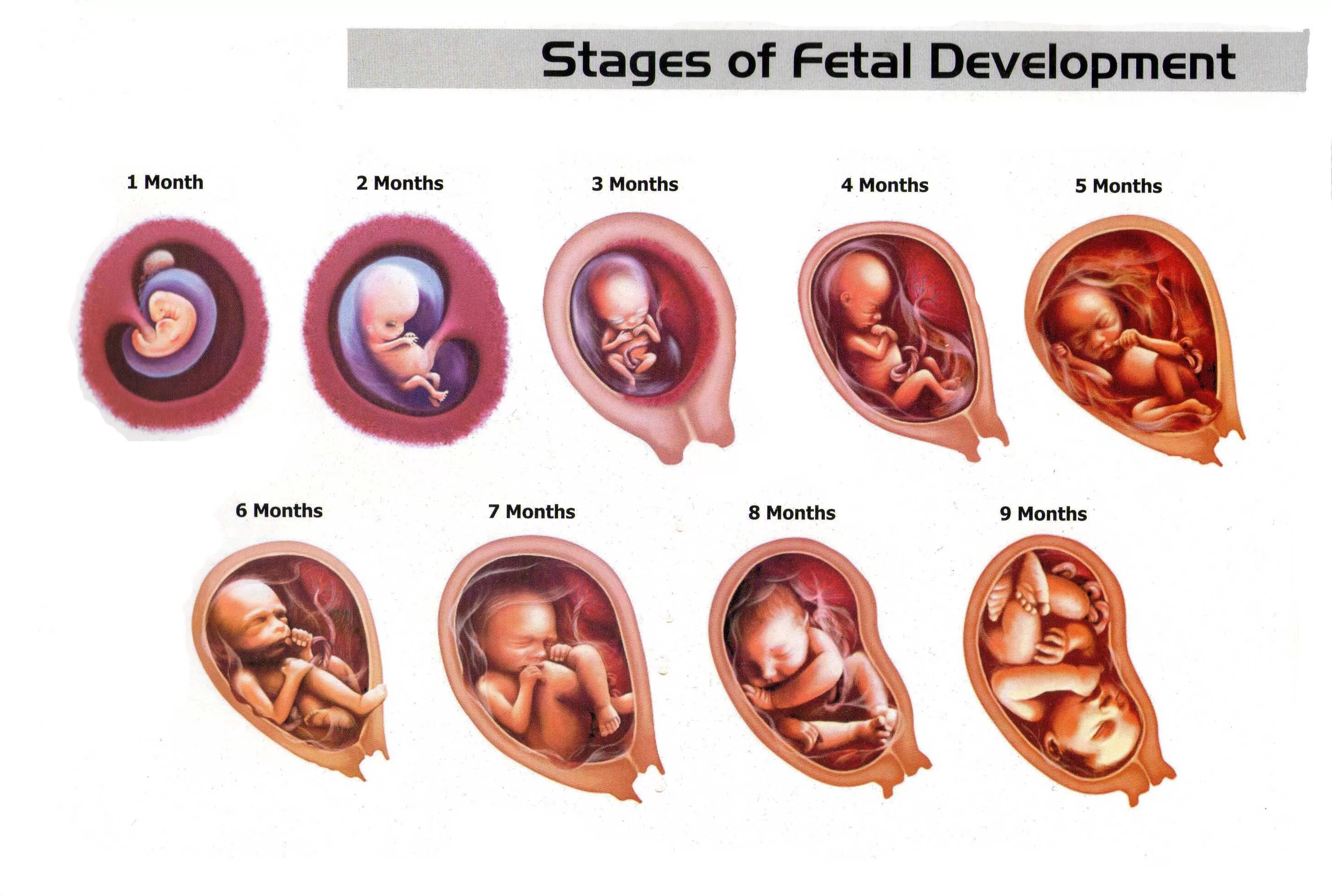 Плод по месяцам фото PPCBS@groups.io Massachusetts Proposing Law That Allows Abortions (Murder) Of An