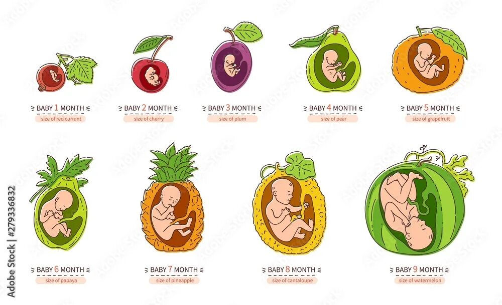 Плод по месяцам фото Embryo month stage growth pregnancy fetal development vector flat infographic ic