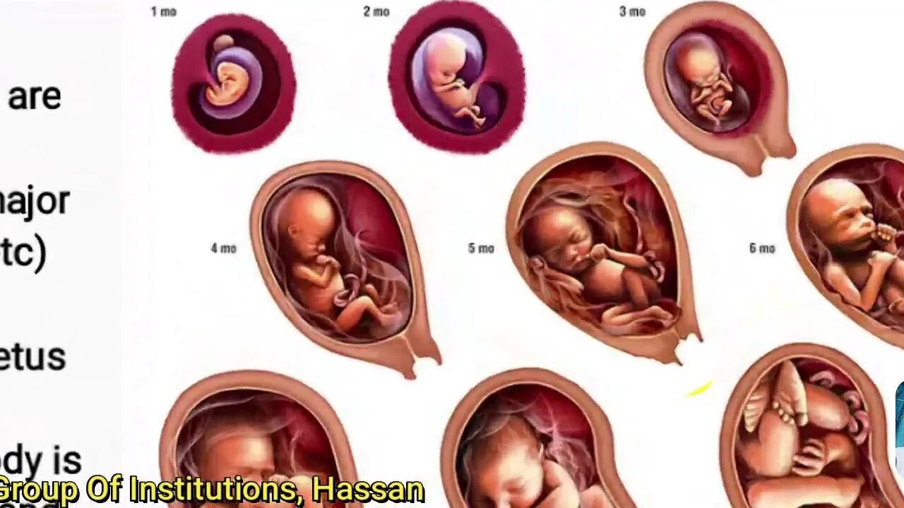 Плод по месяцам фото Biology - Pregnancy & Development Of Embryo - YouTube