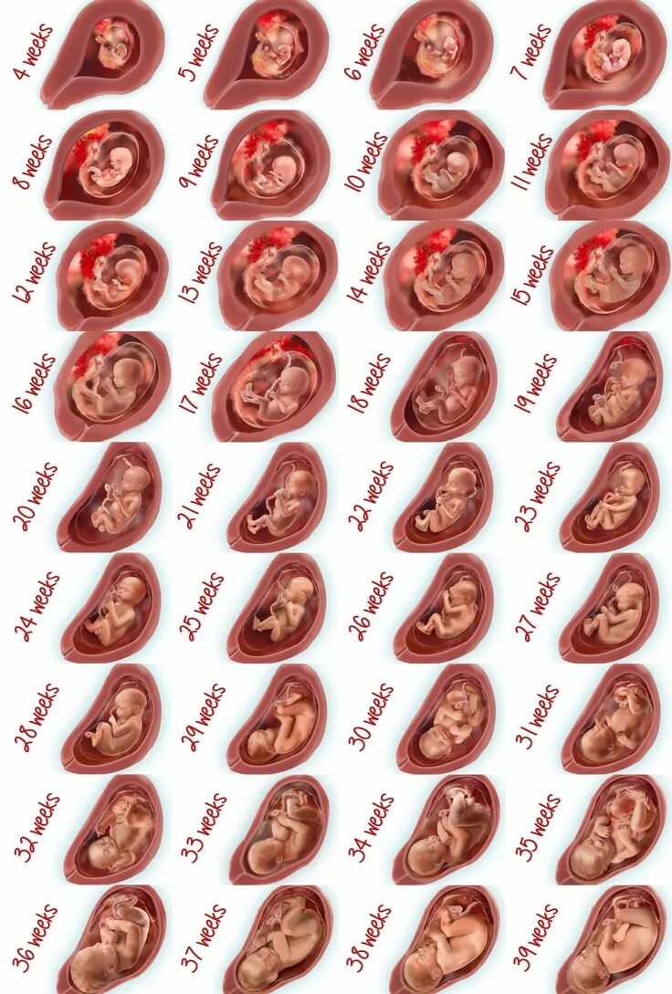 Плод по месяцам фото A Week by Week Look at Your Child's Growth Baby in womb, Baby growth, Baby stage