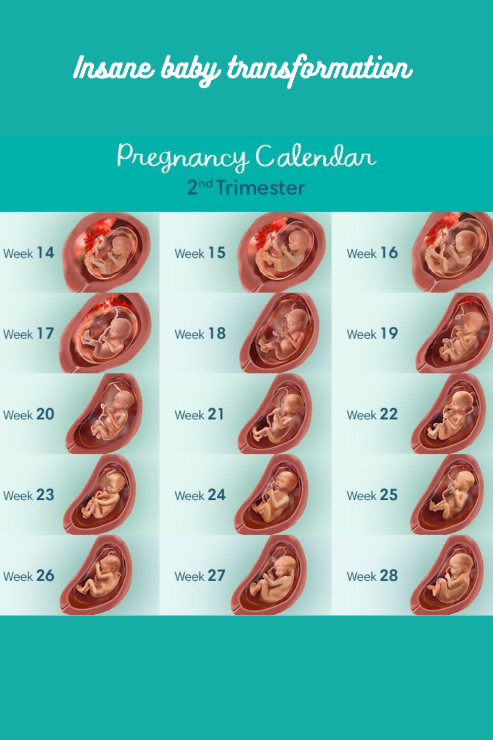 Плод по месяцам фото Baby Transformation 2nd Trimester
