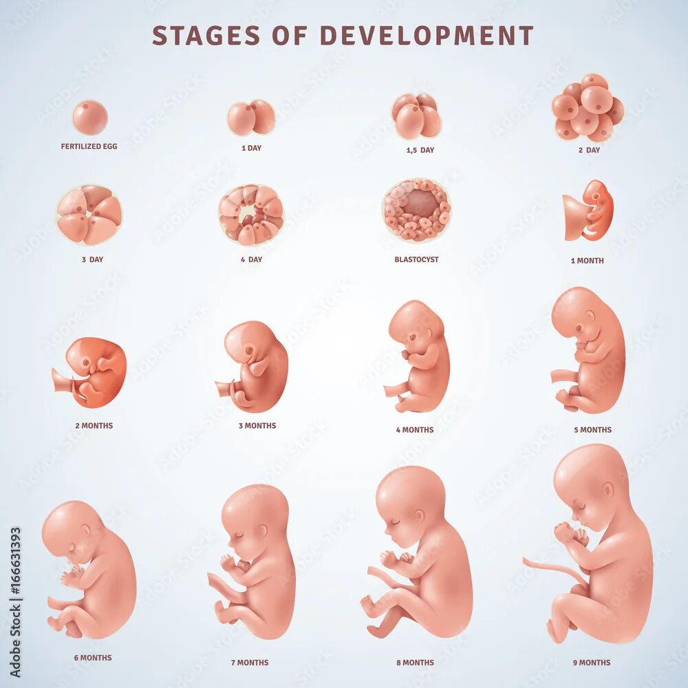 Плод по месяцам фото Stages Human Embryonic Development Векторне зображення Stock Adobe Stock