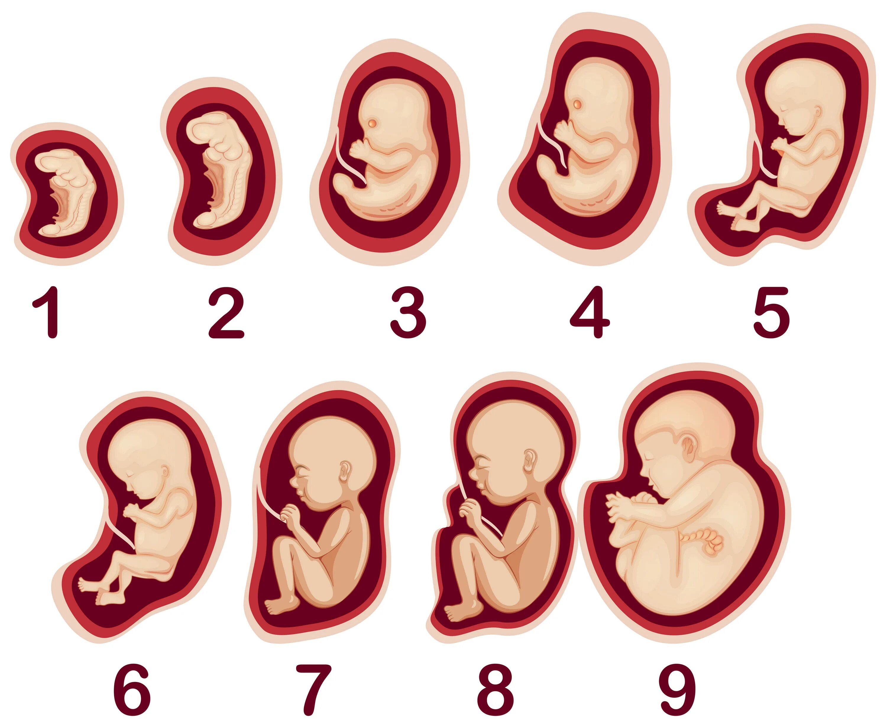 Плод по месяцам фото A Vector of Human Embryo Development 294723 Vector Art at Vecteezy