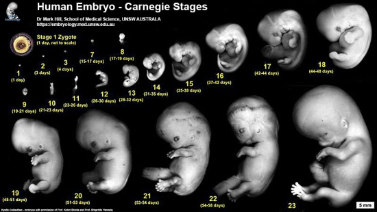 Плод по месяцам фото Embryonic Development - Embryology