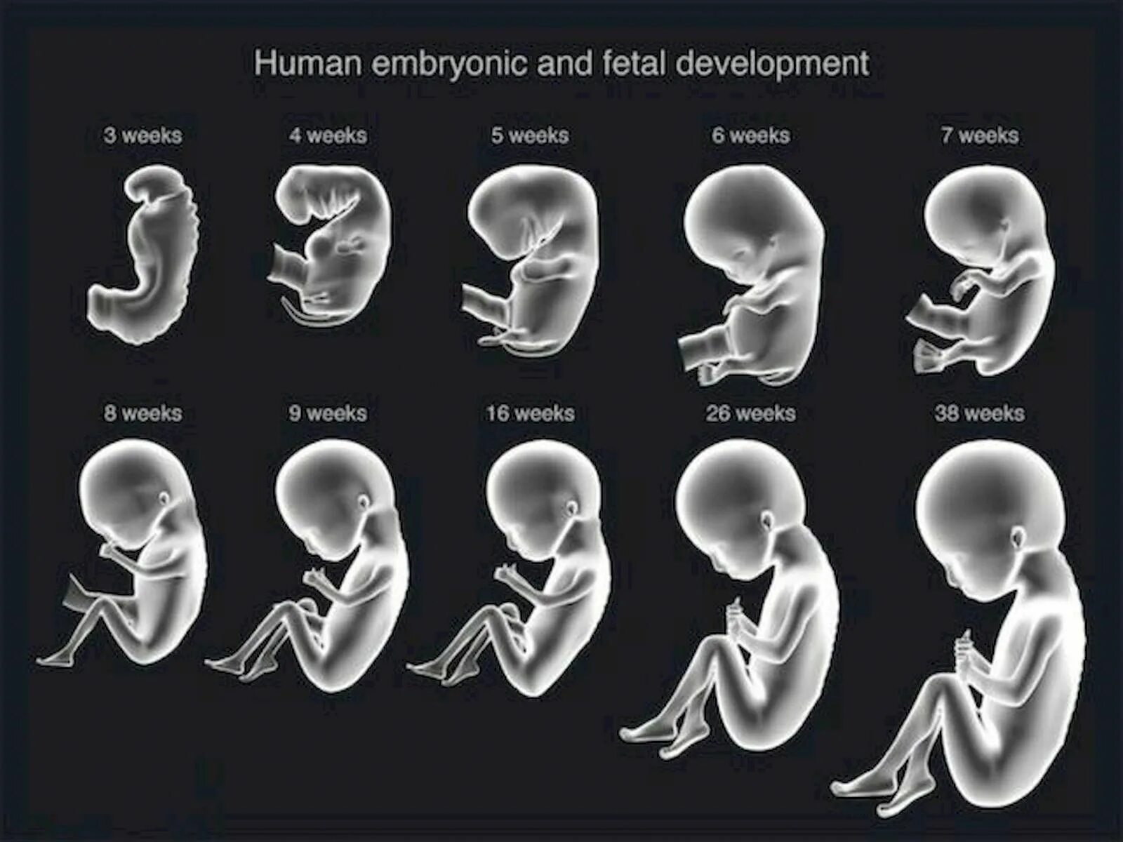 Плод по месяцам фото Pin on Pregnancy