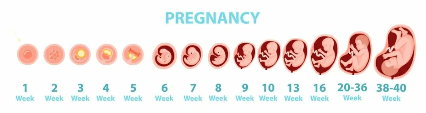 Плод по месяцам фото Stages Of Pregnancy Development - Images et vidéos libres de droits Adobe Stock