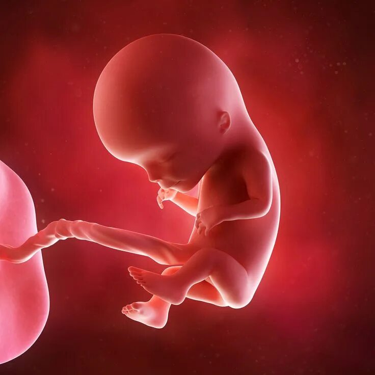 Плод ребенка 12 недель фото 12 Weeks Pregnant 12 weeks pregnant, Baby in womb, Future baby