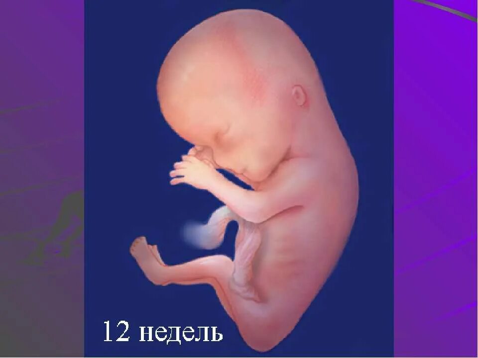 Плод ребенка 12 недель фото 12 неделя 2024г