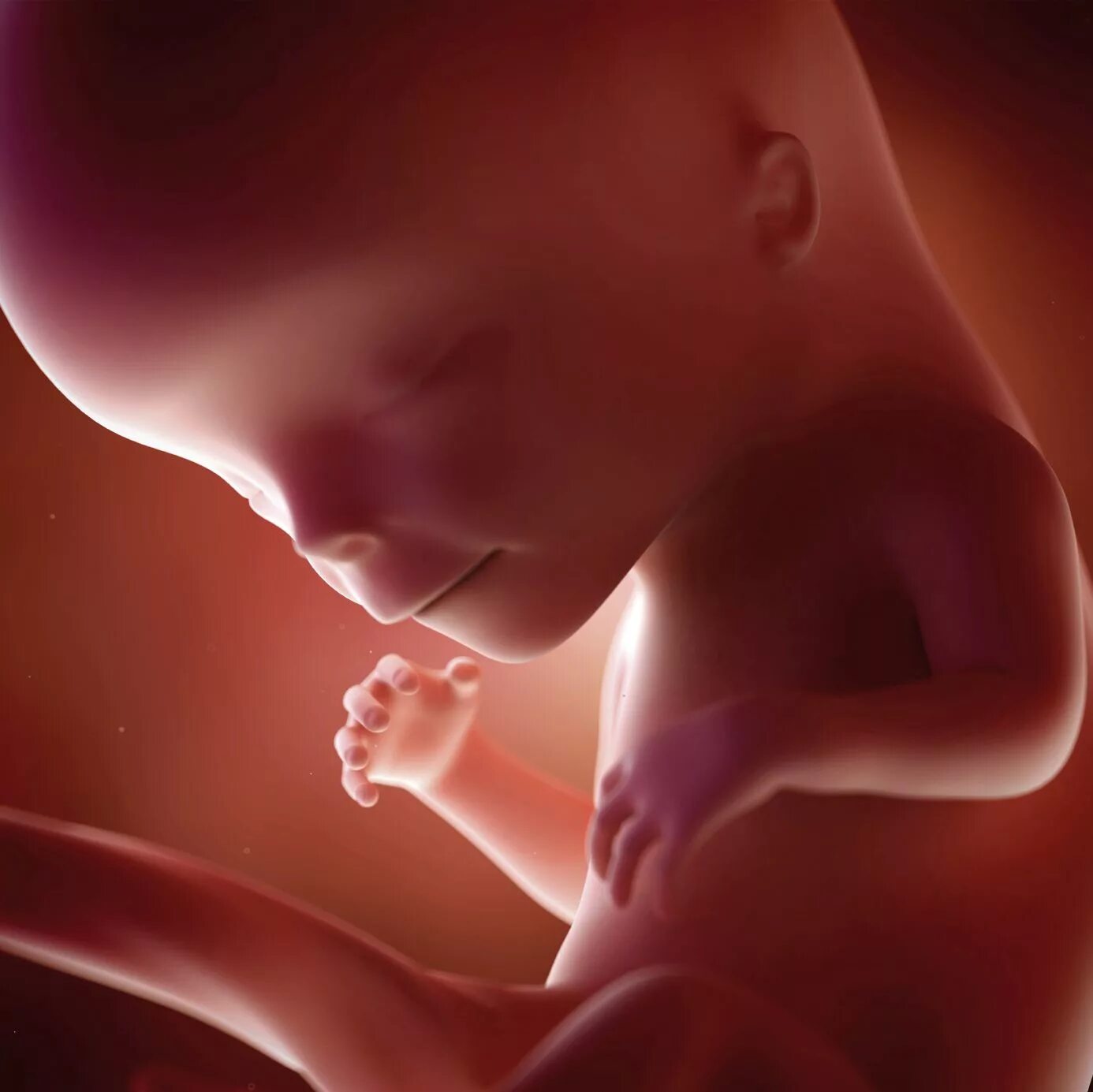 Плод ребенка 12 недель фото Fetal Development - Middlesex-London Health Unit