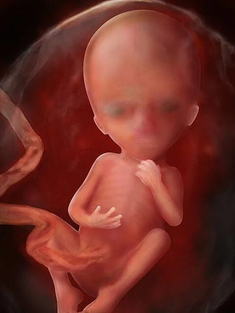 Плод ребенка 12 недель фото Pin auf baby reeves