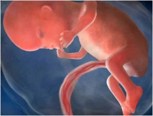 Плод ребенка 12 недель фото Жизнь с одним яичником. Последствия после удаления одного яичника ЭКО-блог