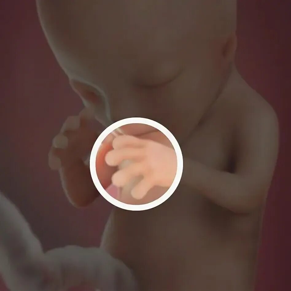 Плод ребенка 12 недель фото Las 10 mejores ideas e inspiración de bebe de 12 semanas