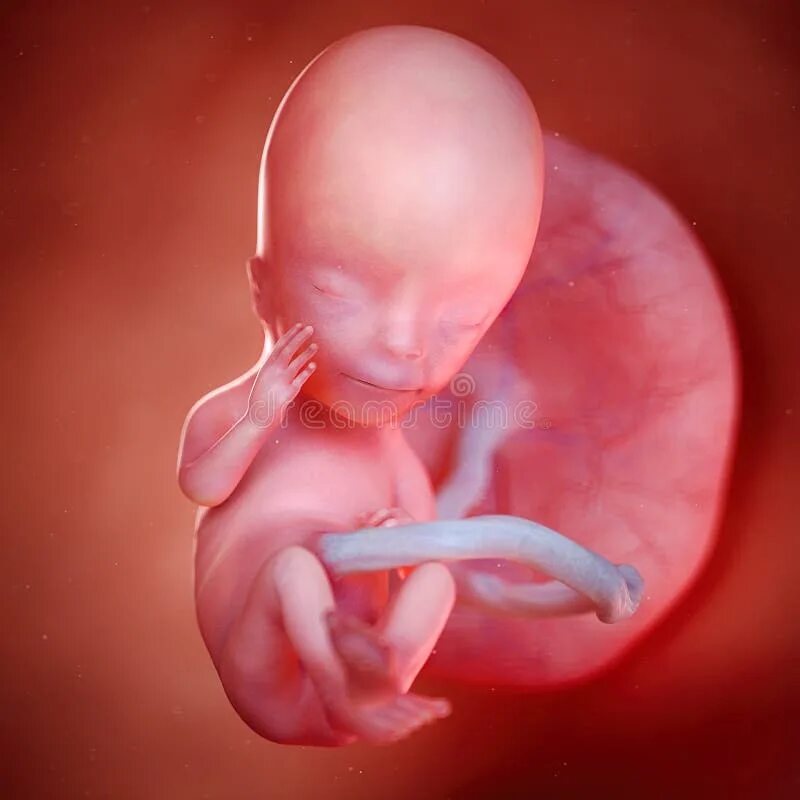 Плод ребенка 12 недель фото A fetus week 19 stock illustration. Illustration of fluid - 100716729