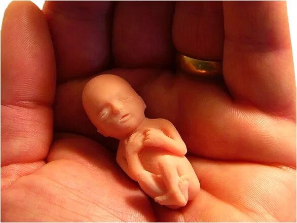 Плод ребенка 12 недель фото Are Young Mothers in India Deprived of Maternal Health Care Services? - Social S