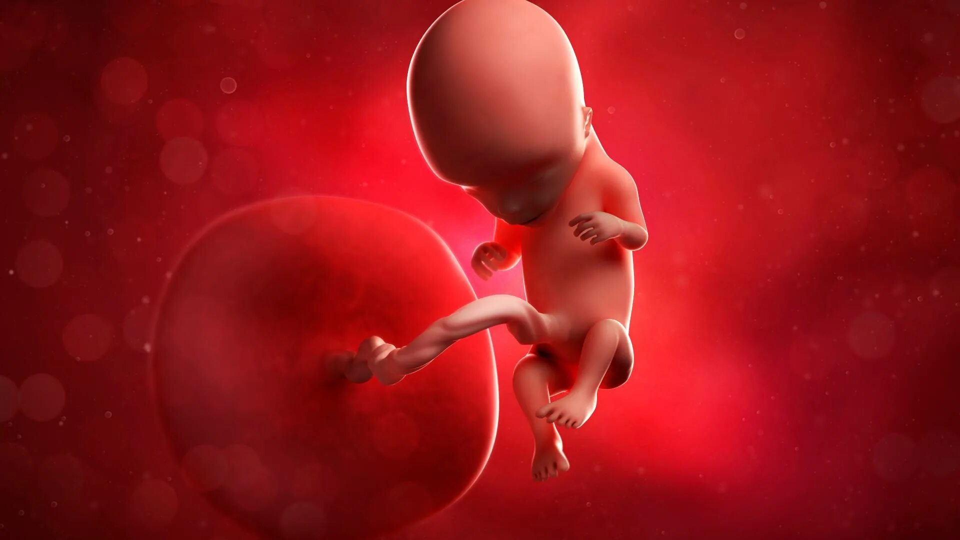 Плод ребенка 12 недель фото Placenta-on-a-Chip Model Replicates Nutrient Exchange Between Fetus and Mother
